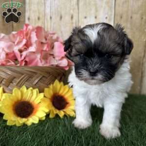 Chevelle, Shih-Poo Puppy